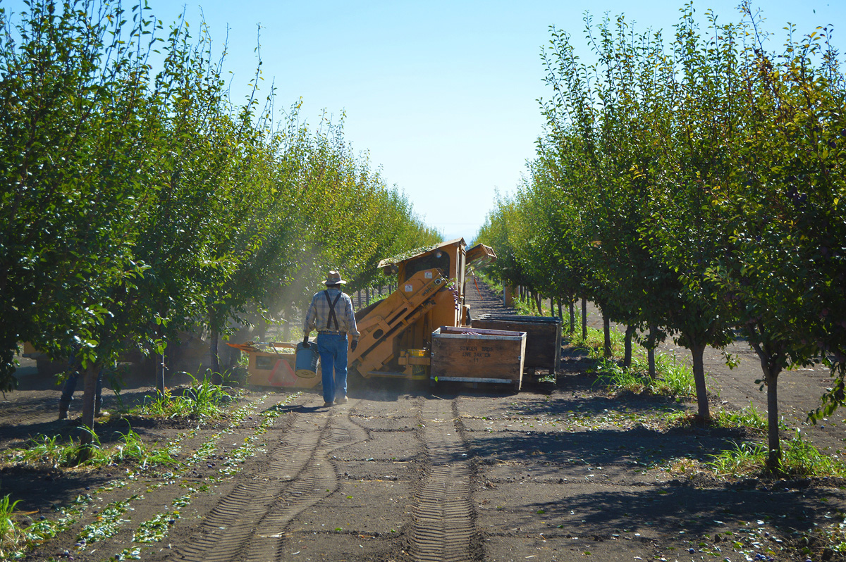 farmer walking in an orchard